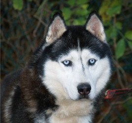 Tzar Sirius